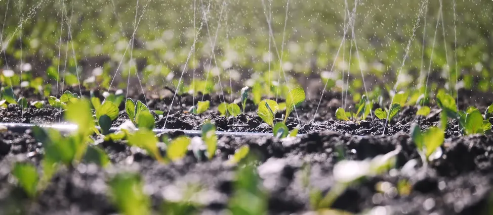 Irrigation watering young plants in rows
